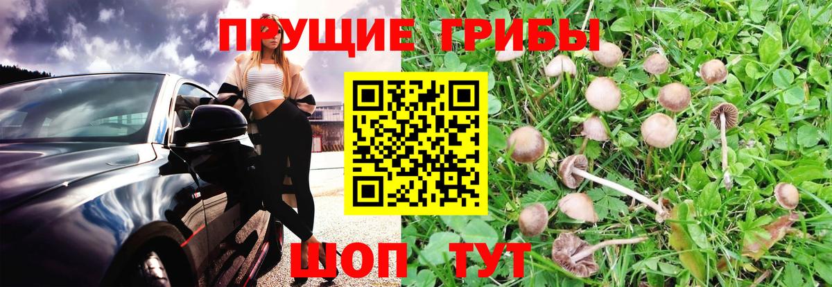Псилоцибиновые грибы Psilocybe  Псилоцибиновые грибы Psilocybe  Вход с VPN  Вольск 